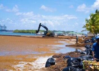 Jornada de recogida de sargazo el fin de semana en Boca Chica