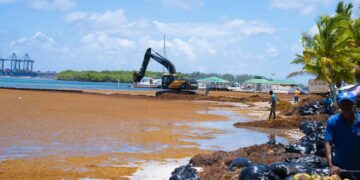 Jornada de recogida de sargazo el fin de semana en Boca Chica