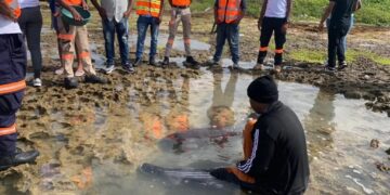 Rescatan Manatí a orilla de la playa Bufeadero en SPM