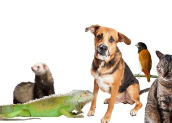 FEDDA condena y rechaza consulta pública de Medio Ambiente para reglamentar cacería en el país