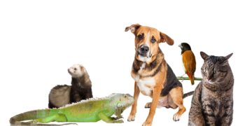 FEDDA condena y rechaza consulta pública de Medio Ambiente para reglamentar cacería en el país