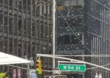 Enjambre de abejas invade Times Square en NY