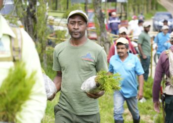 Medio Ambiente llama a seguir integrándose al plan de reforestación y restauración