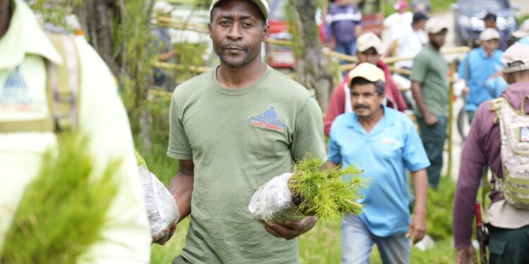 Medio Ambiente llama a seguir integrándose al plan de reforestación y restauración