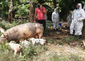 Limber Cruz afirma la Fiebre Porcina Africana está controlada en RD