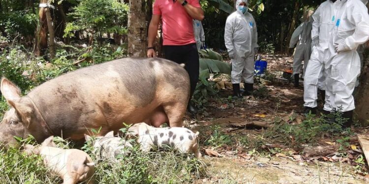 Limber Cruz afirma la Fiebre Porcina Africana está controlada en RD