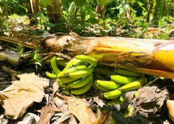 Inespre inicia compra de más 1 millón de bananos a productores de Azua afectados por Franklin
