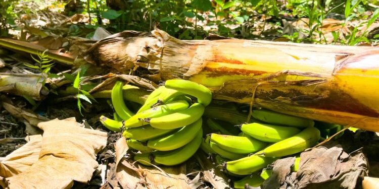 Inespre inicia compra de más 1 millón de bananos a productores de Azua afectados por Franklin