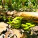 Inespre inicia compra de más 1 millón de bananos a productores de Azua afectados por Franklin