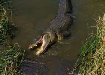 Horror en Florida: Hallaron un cocodrilo de cuatro metros con restos humanos en la boca