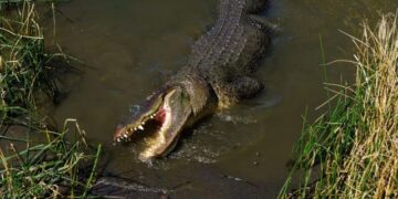 Horror en Florida: Hallaron un cocodrilo de cuatro metros con restos humanos en la boca