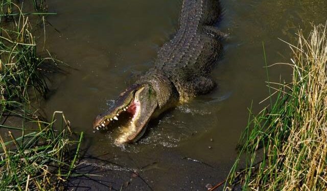 Horror en Florida: Hallaron un cocodrilo de cuatro metros con restos humanos en la boca