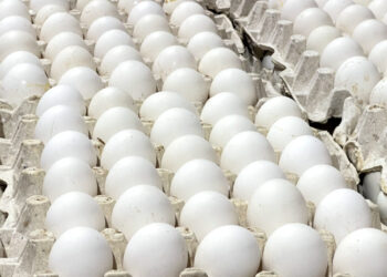 Avicultores respaldan al Gobierno ante cierre frontera dominicana con Haití