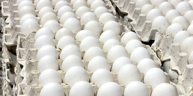 Avicultores respaldan al Gobierno ante cierre frontera dominicana con Haití