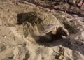 Medio Ambiente y comunitarios en Cabarete unidos en la protección de tortuga que habitan en el municipio