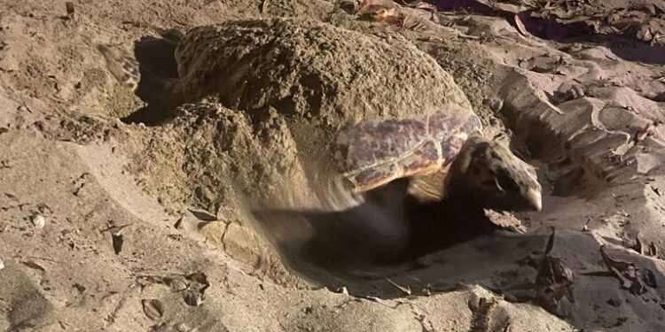 Medio Ambiente y comunitarios en Cabarete unidos en la protección de tortuga que habitan en el municipio