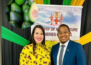 Gobierno abre las puertas de Jamaica al aguacate dominicano