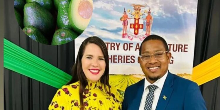 Gobierno abre las puertas de Jamaica al aguacate dominicano