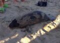 Medio Ambiente investiga muerte bebe manatí encontrado en Puerto Plata