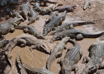 Más de 70 cocodrilos escapan de una granja en China tras las lluvias torrenciales