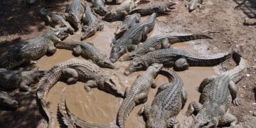 Más de 70 cocodrilos escapan de una granja en China tras las lluvias torrenciales