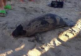 Medio Ambiente investiga muerte bebe manatí encontrado en Puerto Plata