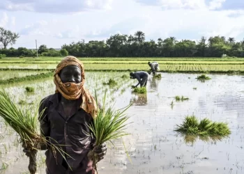 El arroz alcanza su precio mundial más alto en 15 años, según FAO