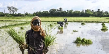 El arroz alcanza su precio mundial más alto en 15 años, según FAO