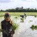 El arroz alcanza su precio mundial más alto en 15 años, según FAO