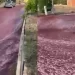 2 millones de litros de vino tinto inundaron las calles de un pueblo en Portugal