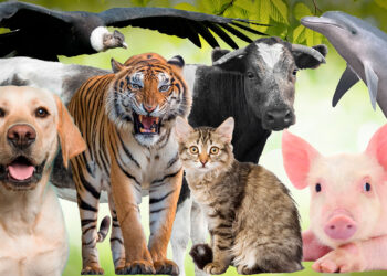 Día mundial de los animales, ¿por qué se celebra el 4 de octubre?