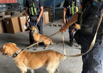 Nueva unidad canina K9 de DGA decomisa más de 240 mil dólares y múltiples armas