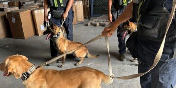 Nueva unidad canina K9 de DGA decomisa más de 240 mil dólares y múltiples armas