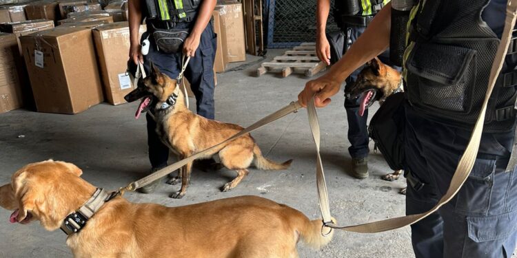 Nueva unidad canina K9 de DGA decomisa más de 240 mil dólares y múltiples armas