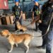 Nueva unidad canina K9 de DGA decomisa más de 240 mil dólares y múltiples armas