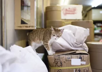 Rescatan a más de 1.000 gatos en China que iban a ser sacrificados para venderlos como carne de cerdo