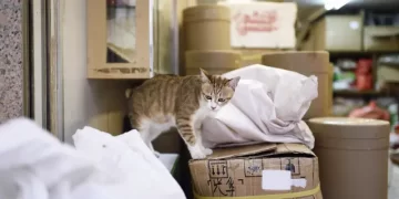 Rescatan a más de 1.000 gatos en China que iban a ser sacrificados para venderlos como carne de cerdo