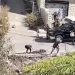 Se reporta atentado contra el convoy de presidente palestino