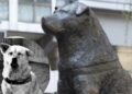 100 años cumple "Hachiko" perro que esperó a su amo en la estación de tren de Shibuya