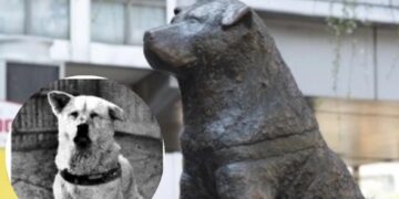 100 años cumple "Hachiko" perro que esperó a su amo en la estación de tren de Shibuya