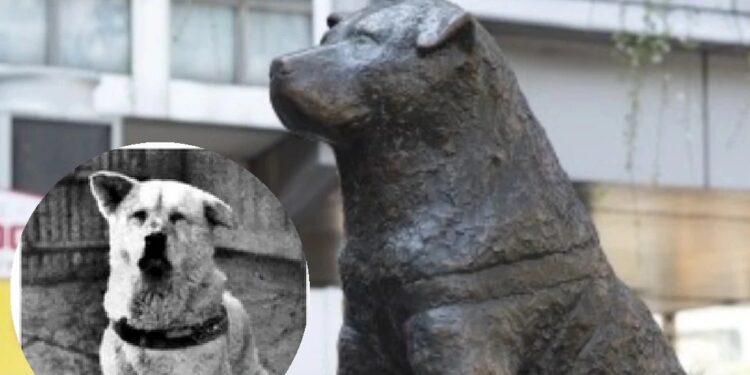 100 años cumple "Hachiko" perro que esperó a su amo en la estación de tren de Shibuya