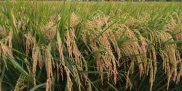 Escogen a PRODAL como Agroempresa del Año 2023