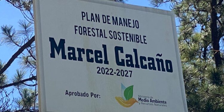 Tumban miles de pinos durante construcción de carretera en Constanza