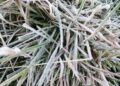 Se registra Temperatura bajo cero en Valle Nuevo, Constanza