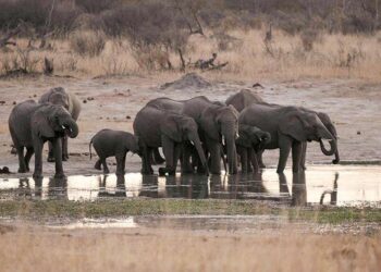 Al menos cinco elefantes murieron de sed por una intensa sequía