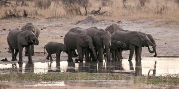 Al menos cinco elefantes murieron de sed por una intensa sequía
