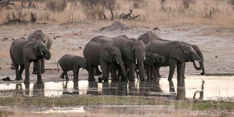 Al menos cinco elefantes murieron de sed por una intensa sequía