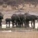Al menos cinco elefantes murieron de sed por una intensa sequía
