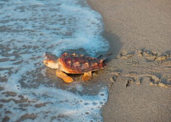 HIT Puerto Río Haina y Medio Ambiente liberan más de 1,000 neonatos de tortugas marinas