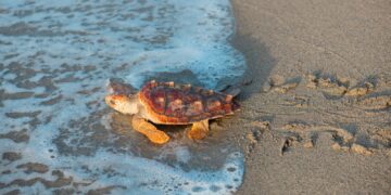 HIT Puerto Río Haina y Medio Ambiente liberan más de 1,000 neonatos de tortugas marinas